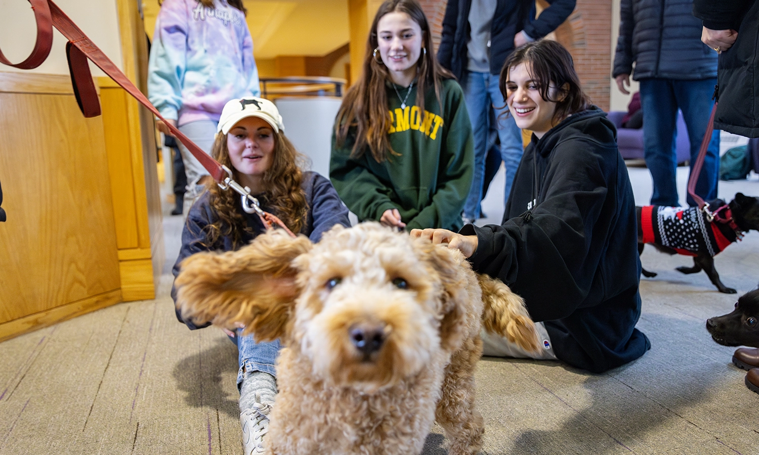 Murphy, a miniature goldendoodle, runs toward the camera while playing with Hannah Lax ‘24, Lydia Rudnick ‘26 and Cecelia Ripley ‘25.