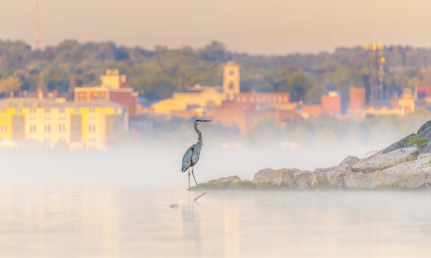 A Great Blue Heron hunts for fish along the shoreline of Seneca Lake.  