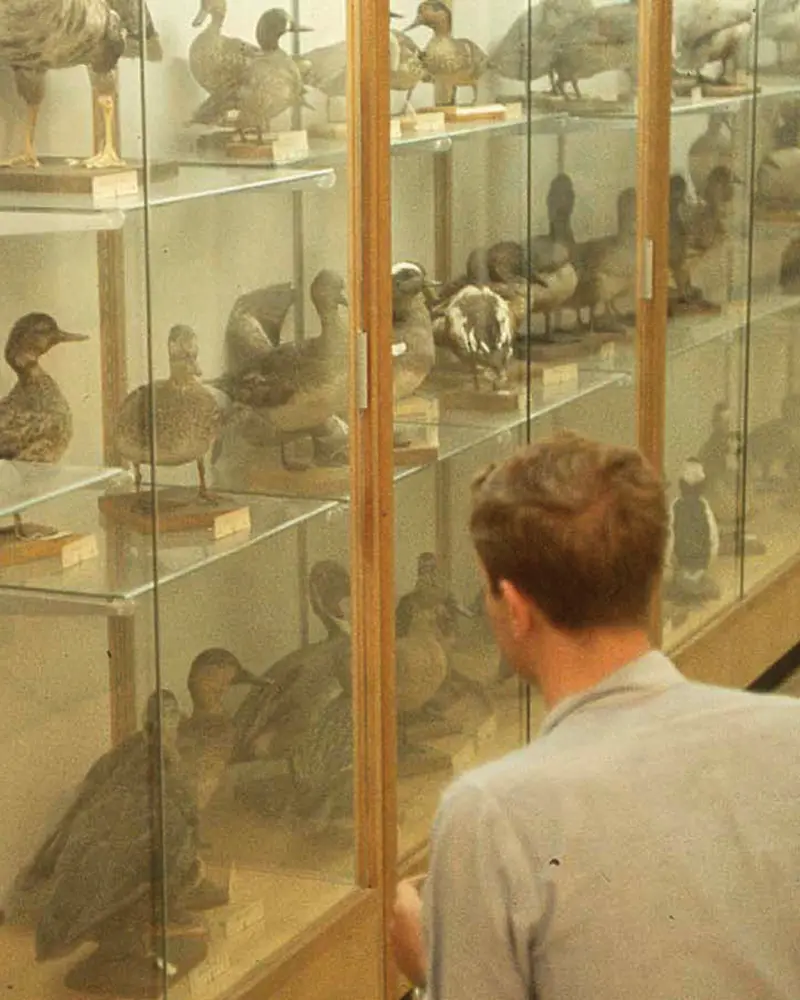 Some of the more than 200 taxidermied birds in HWS' ornithological collection