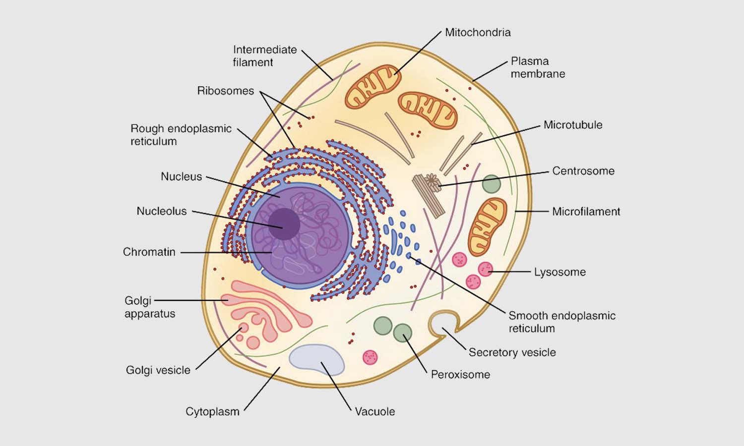 Traditional cell diagrams in many textbooks, such as this image, are over-simplified and generic, explains Professor of Chemistry Kristin Slade.
