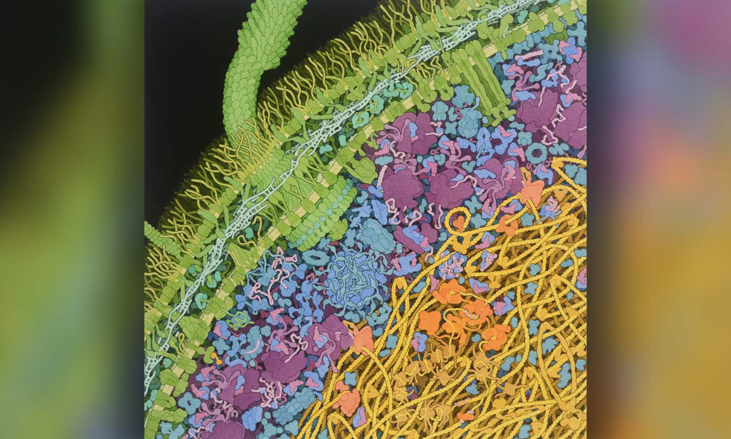 In reality, cells are more like the image by Biologist and Scientific Illustrator David S. Goodsell — packed with molecules and proteins creating crowded conditions, which Slade and her students found, can affect how cells are regulated. 