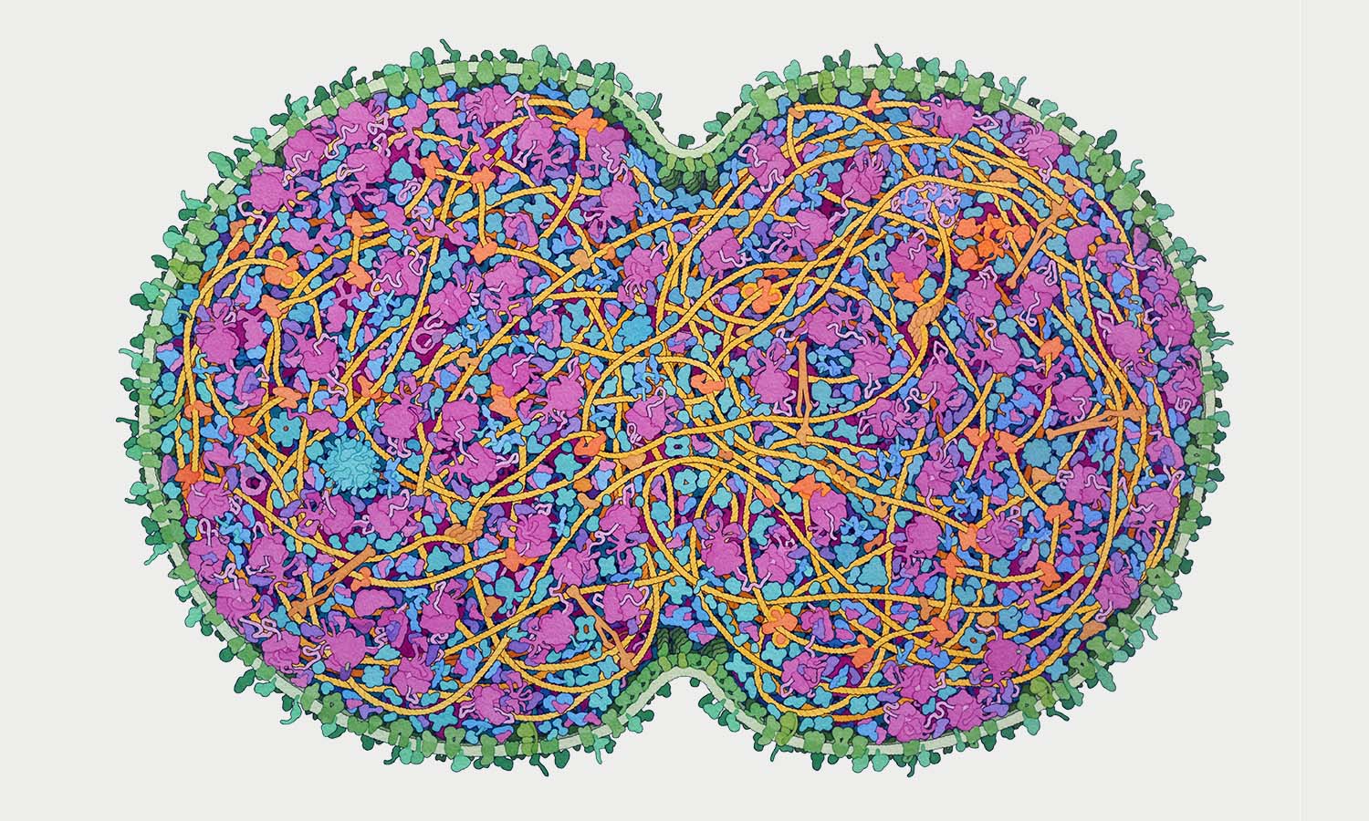 Hobart and William Smith Colleges