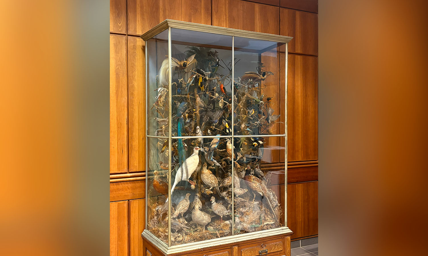 Some of the century-old taxidermied birds are now displayed on the second floor of Rosenberg Hall.