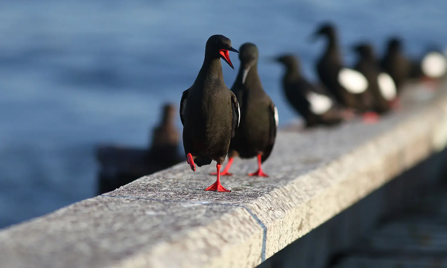 A group of black guillemots gathers along a railing one of several seabird species.