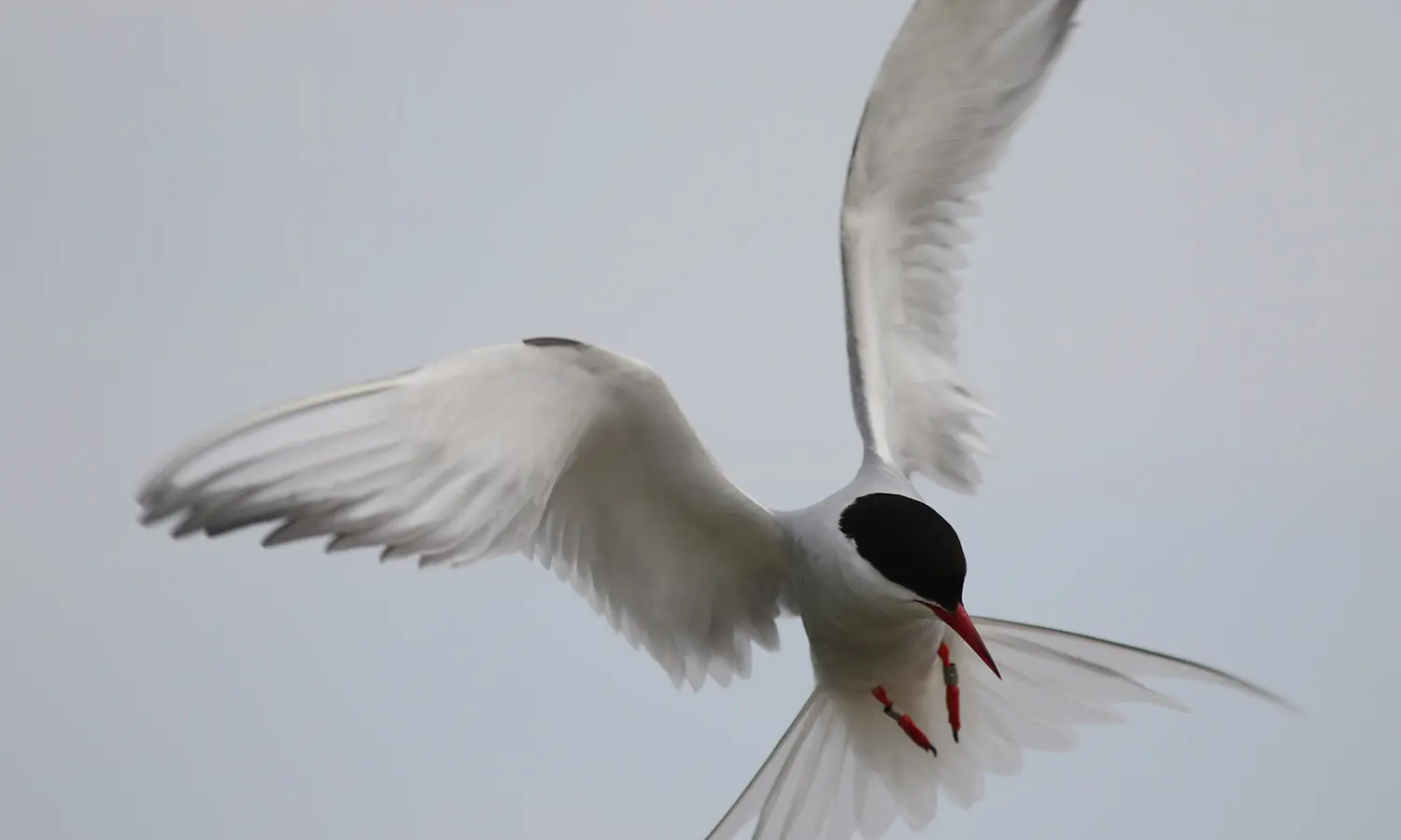 Artic Tern in flight