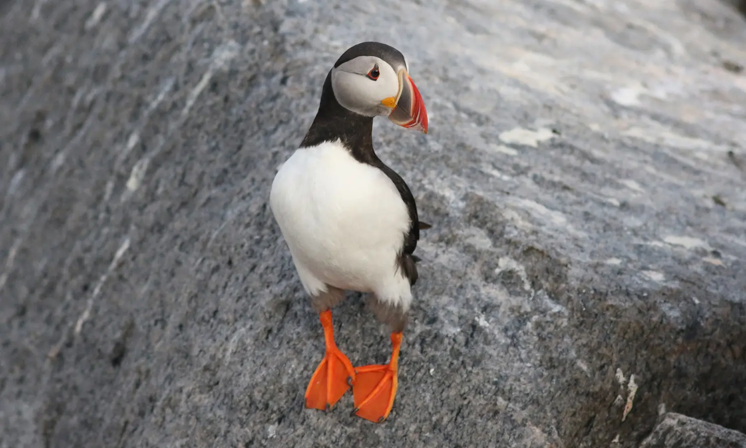 An Atlantic puffin perches on the rocky shoreline of Matinicus Rock, Maine, home to one of Project Puffin’s restored seabird colonies.