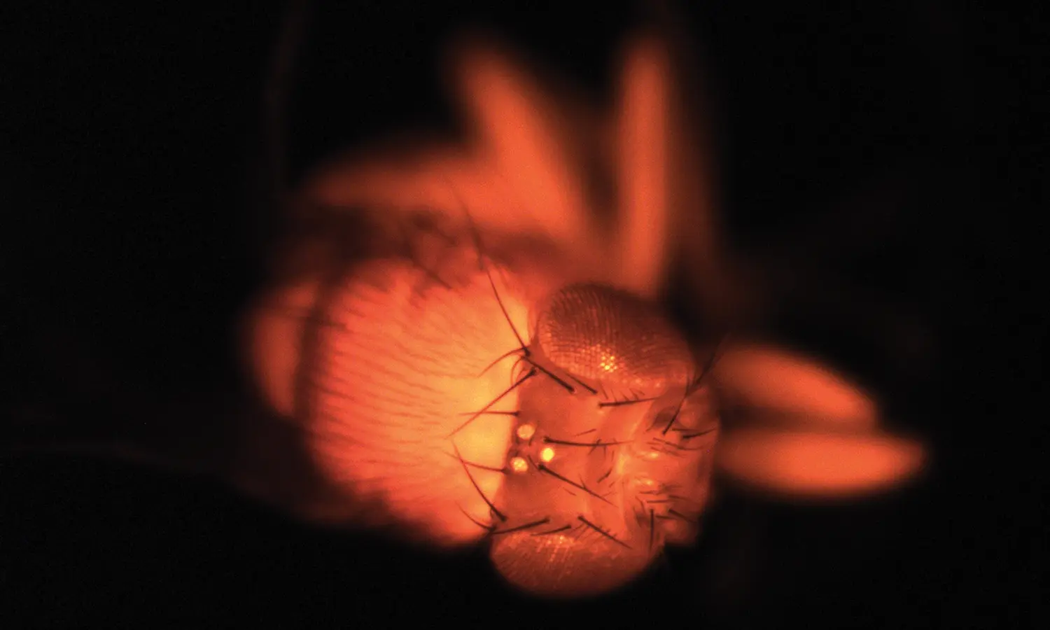 Adult fly expressing mCherry, a fluorescent protein.
