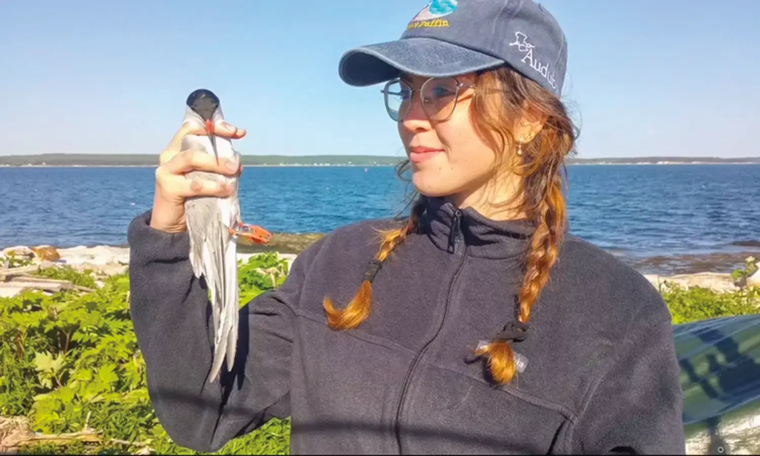 Manuela Taff-Freire ’27 prepares to release a Common Tern after banding it. Taff-Freire worked as a research assistant with the Audubon Seabird Institute on Jenny Island in Maine last summer.