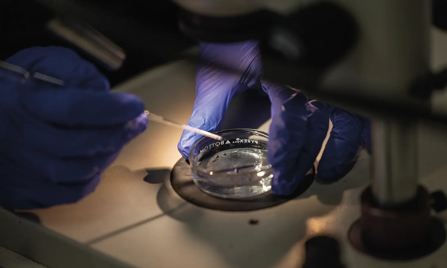 Students study the effects of alcohol exposure on developing frog embryos for “The Politics of Reproduction,” a bi-disciplinary course taught by Professors Kristy Kenyon (Biology) and Renee Monson (Sociology).