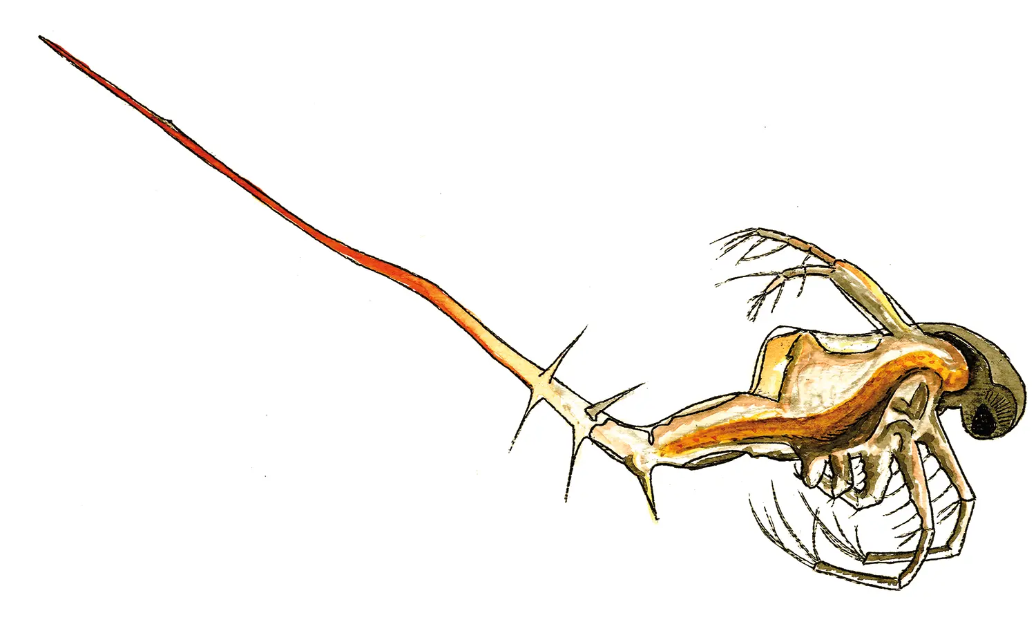 Zooplankton