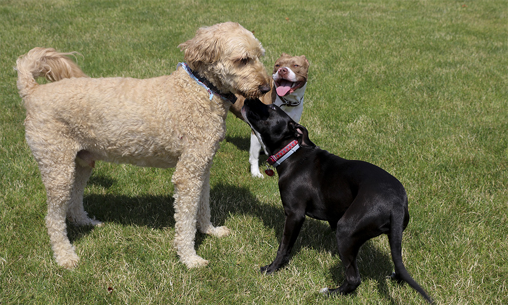 Cali, Rilo and I meet up on the Quad to relax after a busy morning.