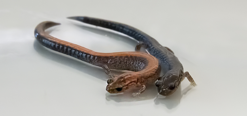 Cosentino Explores Salamander Habitat Change