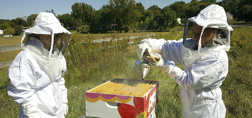 HWS Named Bee Campus