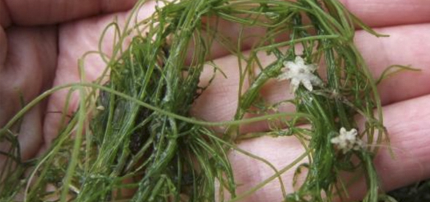 HWS Awarded $100K State Grant for Invasive Species Research